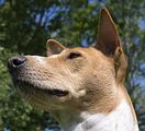 Basenji KSM Muenster 2014 (1049)